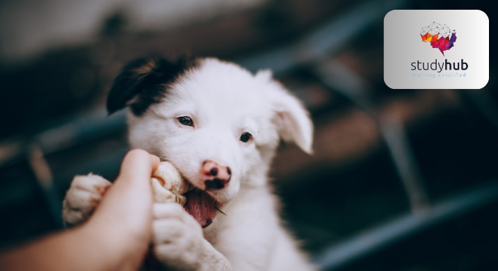 Cute Border Collie puppy playfully chewing on a hand-held chew toy.