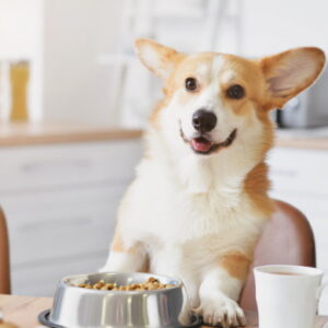 Smiling corgi sitting at a kitchen table with a bowl of dog food, coffee mug, and fresh bread in a bright modern kitchen.