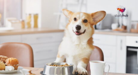 Smiling corgi sitting at a kitchen table with a bowl of dog food, coffee mug, and fresh bread in a bright modern kitchen.