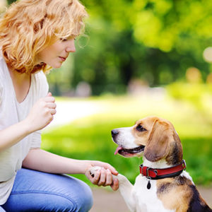 Animal Behaviour, Psychology and Care Training