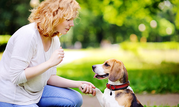 Animal Behaviour, Psychology and Care Training