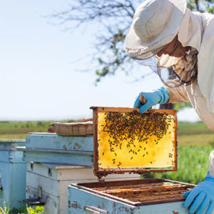 Beekeeping Diploma