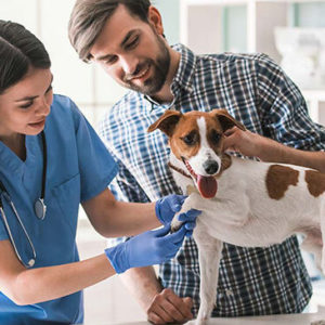 Animal Care: Dog Whispering & Pet Nutrition