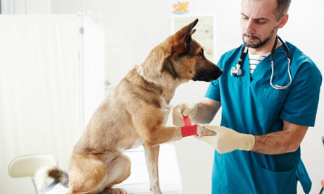 Canine First Aid and Pet CPR Diploma