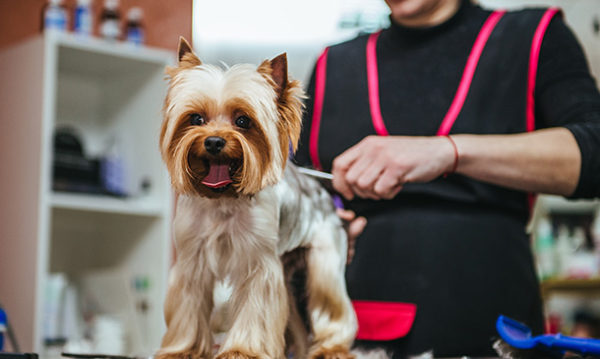 Dog Grooming Tools and Techniques