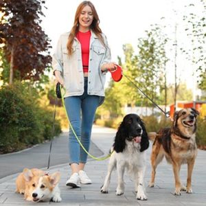 Dog Walking and Safety Training