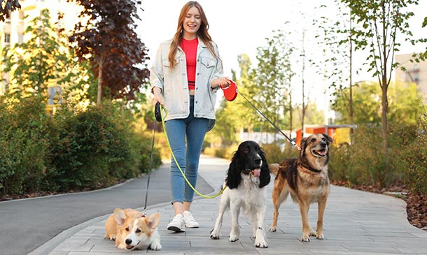 Dog Walking and Safety Training