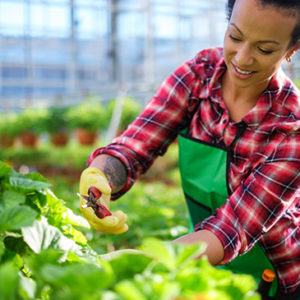 Horticulture and Organic Gardening Training