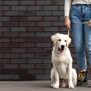 Advance Diploma in Pet Sitting and Dog Walking