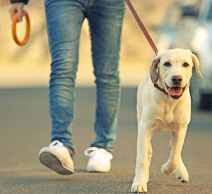 Level 4 Certificate in Pet Sitting, Dog Walking & Care