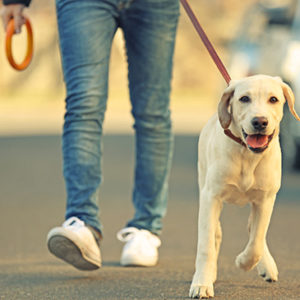 Level 4 Certificate in Pet Sitting, Dog Walking & Care