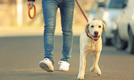 Level 4 Certificate in Pet Sitting, Dog Walking & Care