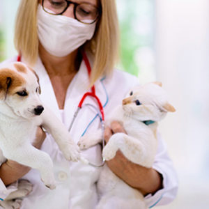 Veterinary Nursing and Common Emergencies