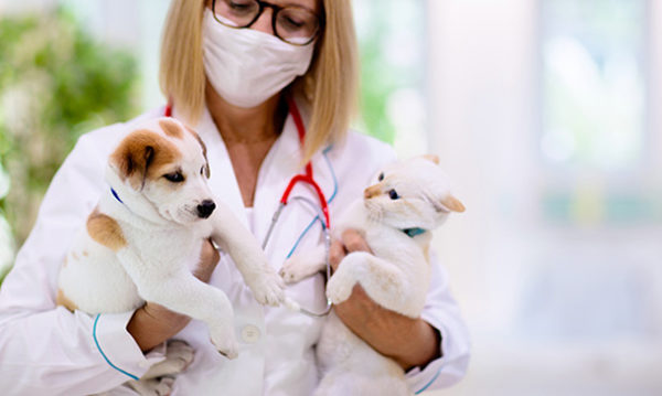 Veterinary Nursing and Common Emergencies