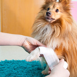 Pet First Aid Level 3