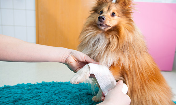 Pet First Aid Level 3