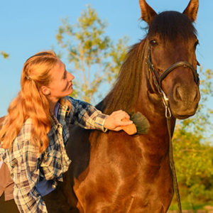 Level 2 Certificate in Horse Care