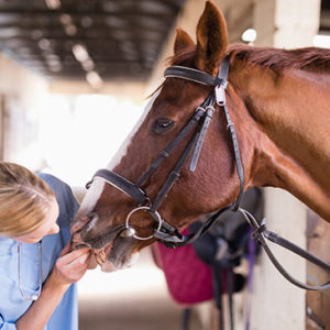 Horse Care and Stable Management Certification