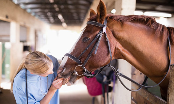 Horse Care and Stable Management Certification Studyhub