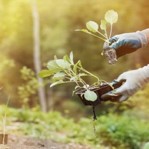 Create Your Own Organic Food Garden