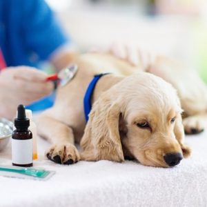 Veterinary Medicine Diploma