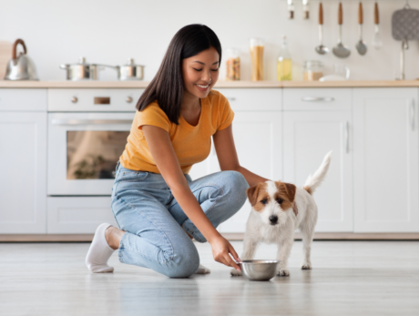Dog Care and Pet Nutrition Course