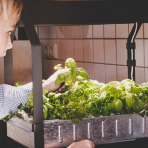 Build Your Own Home Hydroponic Farm