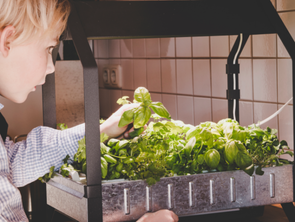 Build Your Own Home Hydroponic Farm