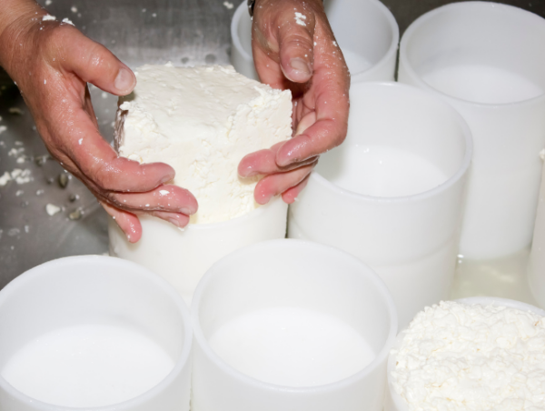 Cheese Making Mastery: Crafting Delicious Artisanal Cheeses