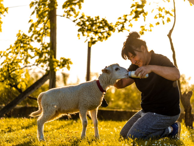 Animal Welfare and Ethics: Promoting Compassionate Care Course