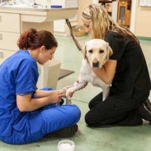 Canine Emergency Care Diploma