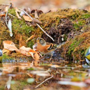 Ornithology: In-Depth Study of the Fascinating World of Birds