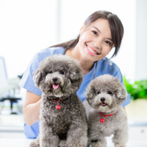 Veterinary Physiotherapy and Rehabilitation Programs