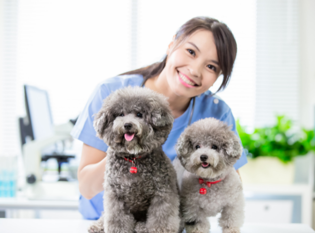 Veterinary Physiotherapy and Rehabilitation Programs