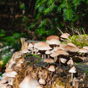 Diploma in Mycology: Fungi Studies