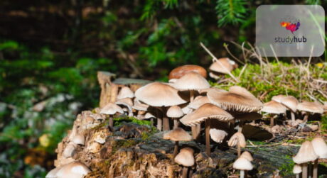 Cluster of wild light-brown mushrooms growing on a decaying tree stump in a forest.