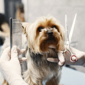 Diploma in Dog Grooming at QLS Level 5