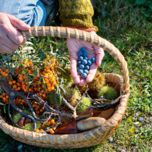 Foraging Diploma Level 3 – CPD Accredited