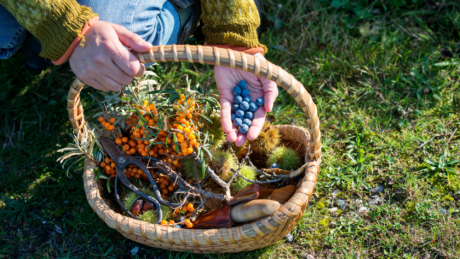 Foraging Diploma Level 3 – CPD Accredited