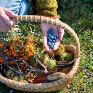 A person holding a handful of harvested sloes over a wicker basket filled with foraged sea buckthorn berries, sweet chestnuts in husks, and pruning shears on a grassy field.