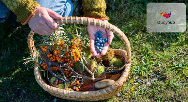 A person holding a handful of harvested sloes over a wicker basket filled with foraged sea buckthorn berries, sweet chestnuts in husks, and pruning shears on a grassy field.