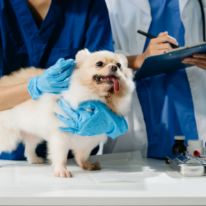 Veterinarian examining a small fluffy dog on a clinic table while another vet takes notes on a clipboard