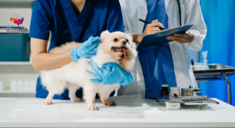 Veterinarian examining a small fluffy dog on a clinic table while another vet takes notes on a clipboard